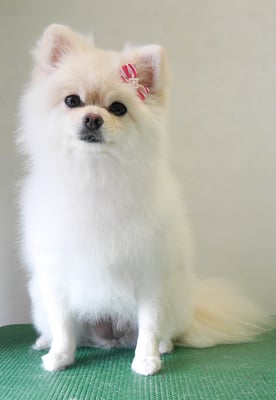 千葉チビちゃん