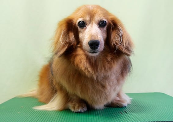 川吉モモちゃん