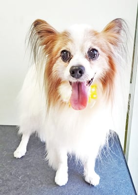 吉田パピちゃん