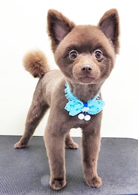 後藤ウラサちゃん