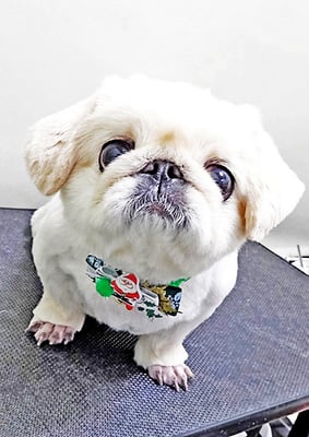 平田タイヤンちゃん