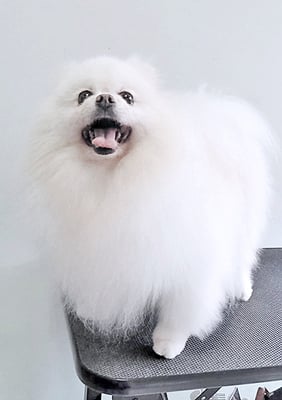 八木ピュアちゃん