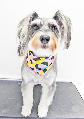 迫田プーちゃん