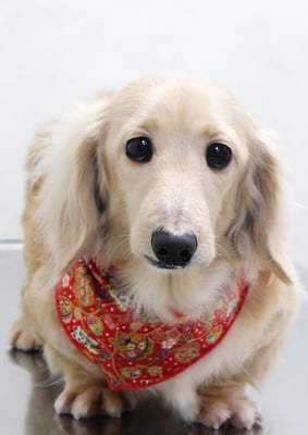 鳥越ハッピーちゃん