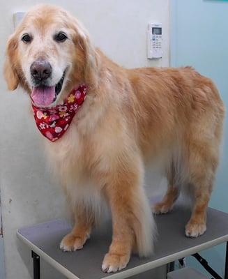 園田ファミレちゃん_1