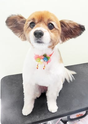 玉利ユズちゃん