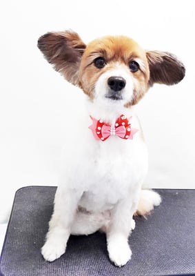 玉利ゆずちゃん