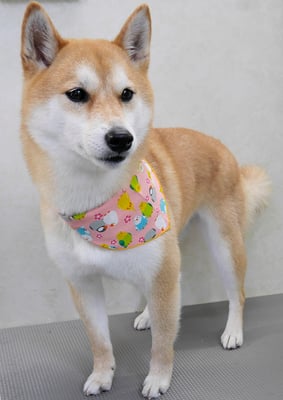 小村ユズちゃん