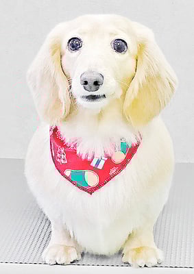 松村エルちゃん