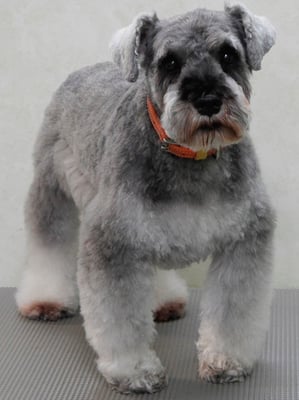 古閑ランちゃん