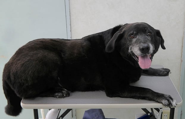 切手クロちゃん