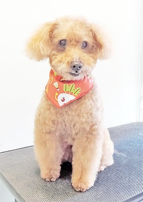 前田ソルファちゃん