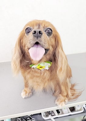 橋口ルビーちゃん