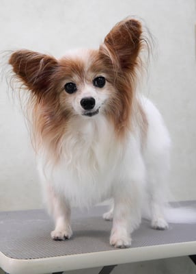 児島ヴィヴィアンちゃん