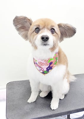 玉利ユズちゃん