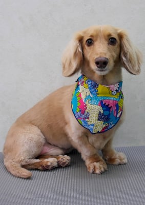 片山マルルちゃん