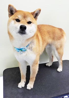 林サンクちゃん