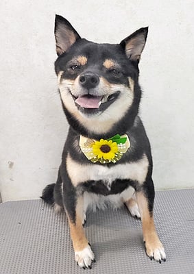 中尾あんずちゃん