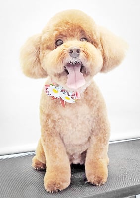 木村プリンちゃん