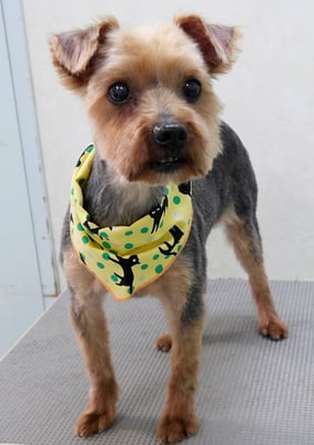 宮嵜ディルちゃん