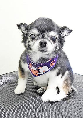 八木クロちゃん