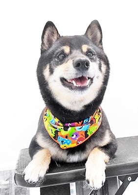 中野めらんちゃん