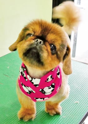 大里キラちゃん