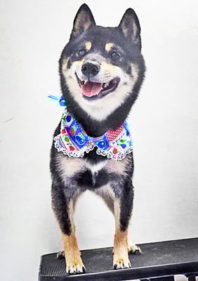 中野めらんちゃん