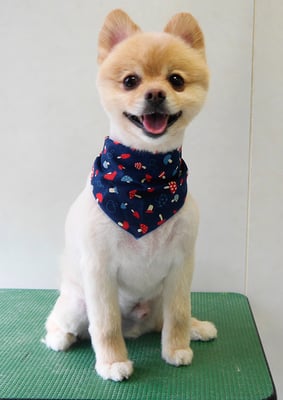 徳留クマちゃん