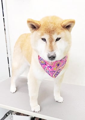 瀧川カルちゃん