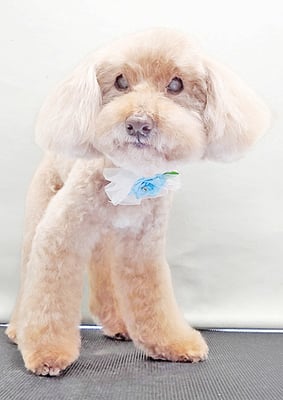 米澤ミントちゃん