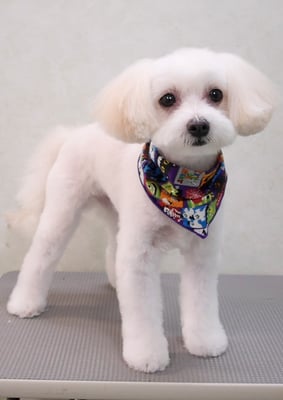 中山マルちゃん