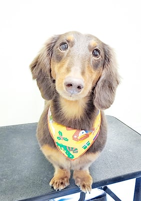 楠畑ルークちゃん