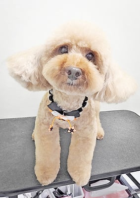 冨尾まろちゃん