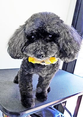 藤村スピナちゃん