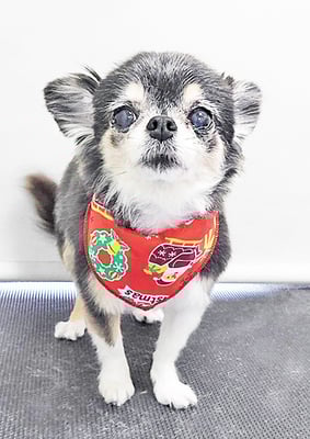 上妻ミントちゃん