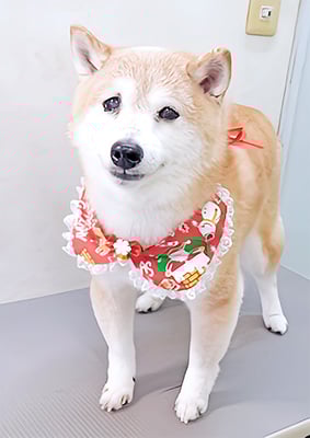 中森ラフちゃん