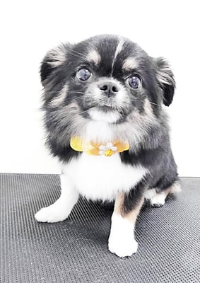 森友コロンちゃん