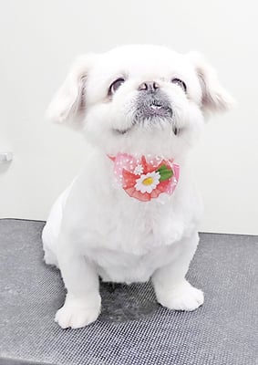 本多かずはちゃん