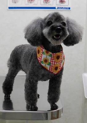 本渡プリンちゃん