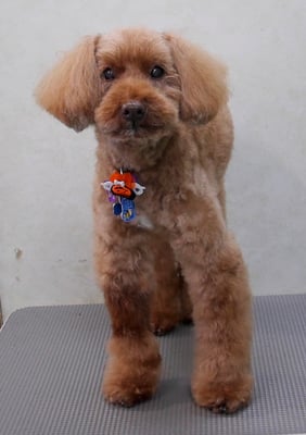 米澤ミントちゃん