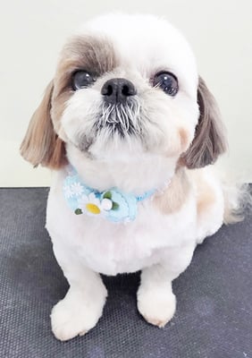 中川ココちゃん