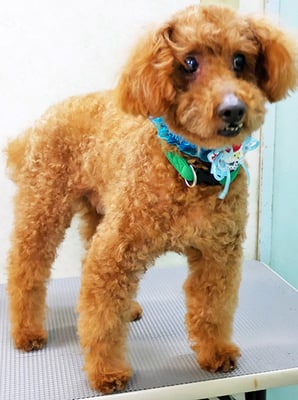 前田ソルファちゃん