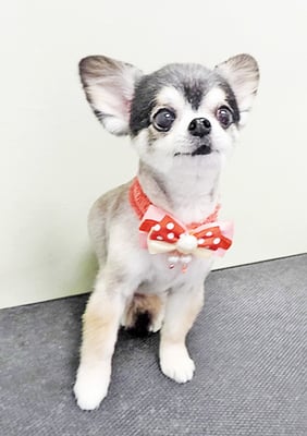 鮫島ララちゃん