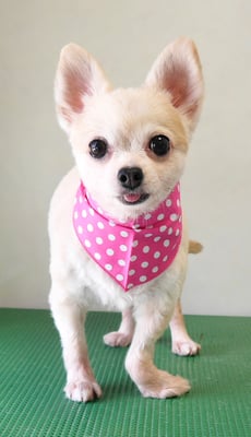 倉野パンちゃん