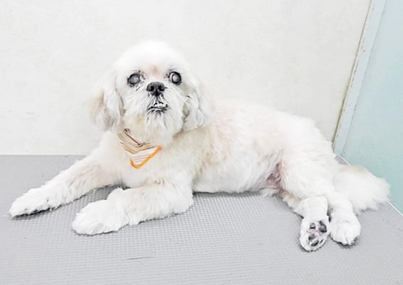 山本サランちゃん