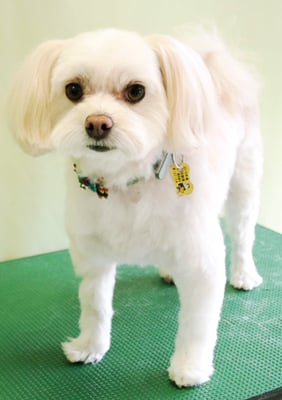 大脇ココアちゃん