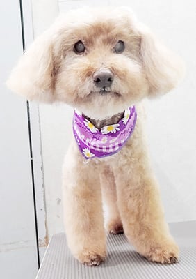 米澤ミントちゃん