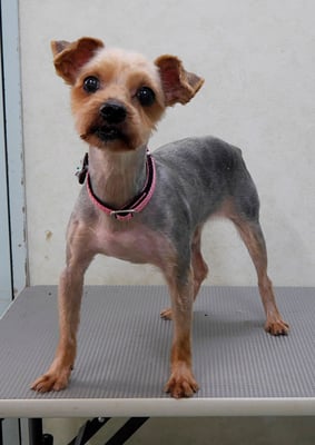 宮嵜ディルちゃん