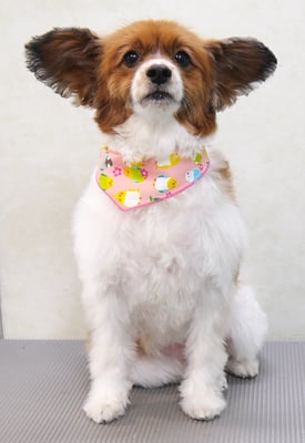 玉利ユズちゃん